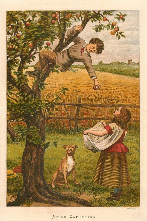 Picture of 1878 VOL. 34 - APPLE GATHERING