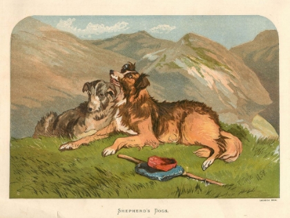 Picture of 1878 VOL. 34 - SHEPHERDS DOGS