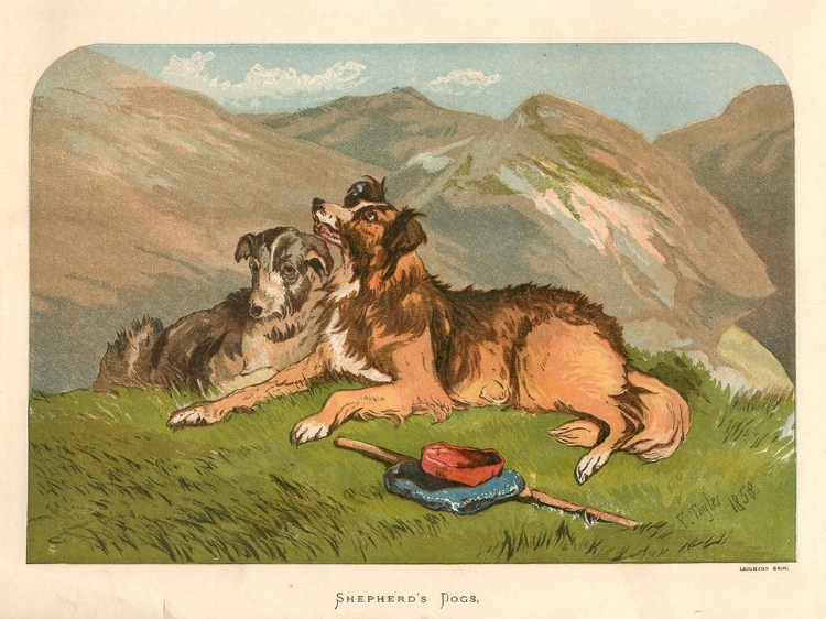 Picture of 1878 VOL. 34 - SHEPHERDS DOGS