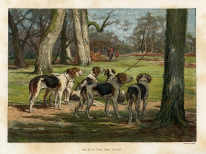 Picture of 1880 VOL. 36 - DOGS WAITING FOR THE SPORT