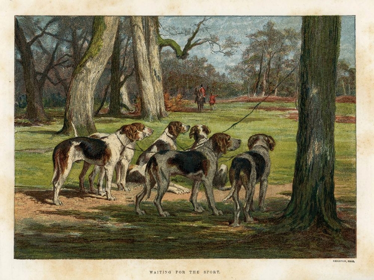 Picture of 1880 VOL. 36 - DOGS WAITING FOR THE SPORT