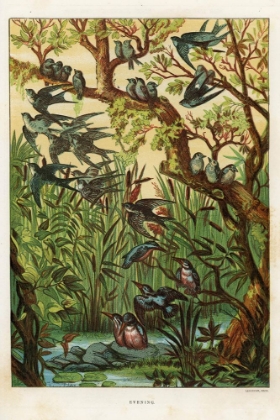 Picture of 1880 VOL. 36 - EVENING BIRDS