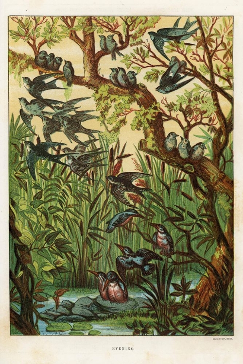 Picture of 1880 VOL. 36 - EVENING BIRDS