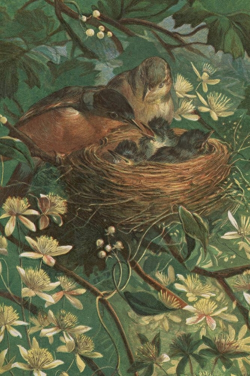 Picture of 1881 VOL. 37 - BABY BIRDS