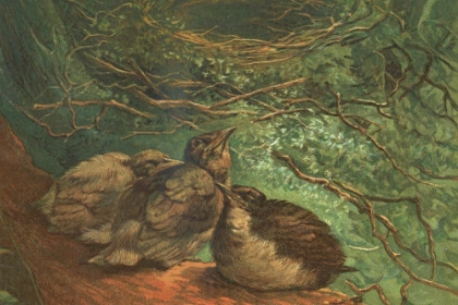 Picture of 1881 VOL. 37 - FLEDGLING BIRDS