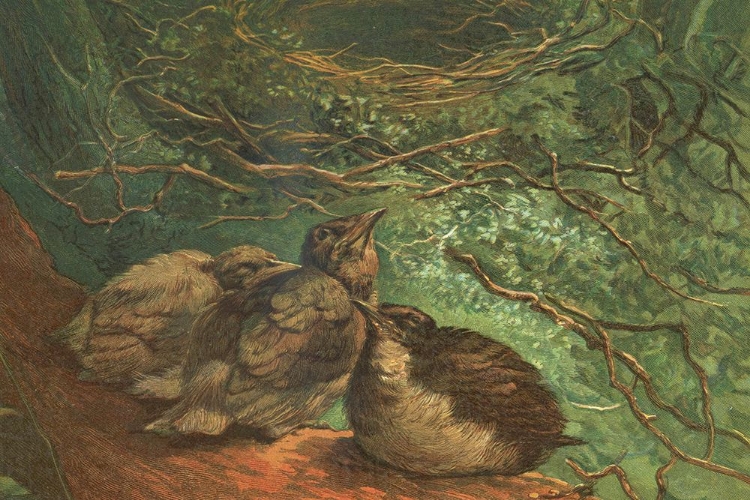 Picture of 1881 VOL. 37 - FLEDGLING BIRDS