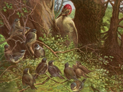 Picture of 1881 VOL. 37 - WOODPECKER
