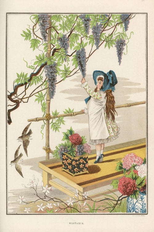 Picture of 1882 VOL. 38 - WISTERIA