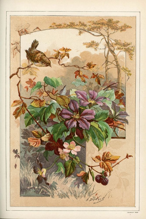 Picture of 1883 VOL. 39 - CLEMATIS