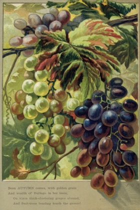 Picture of 1884 VOL. 40 - AUTUMN VERSE WITH GRAPES