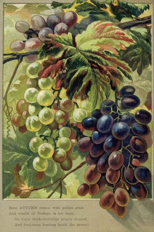 Picture of 1884 VOL. 40 - AUTUMN VERSE WITH GRAPES