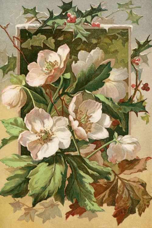 Picture of 1885 VOL. 41 - WINTER FLOWERS