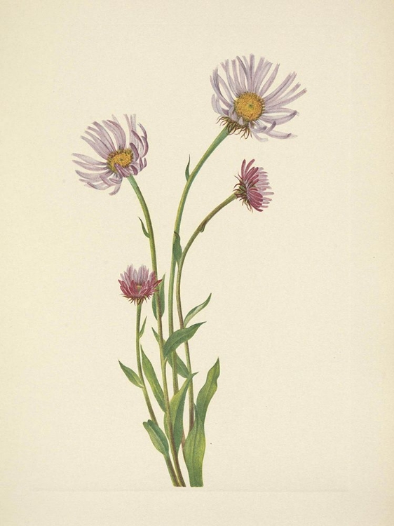 Picture of NORTH AMERICAN WILD FLOWERS 1925 - ALASKA FLEABANE