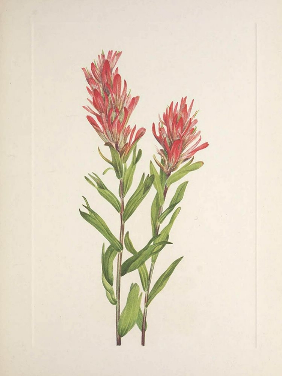 Picture of NORTH AMERICAN WILD FLOWERS 1925 - ALBERTA PAINTBRUSH
