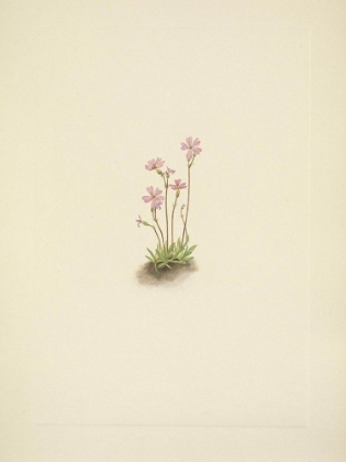 Picture of NORTH AMERICAN WILD FLOWERS 1925 - ALBERTA PRIMROSE
