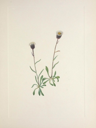 Picture of NORTH AMERICAN WILD FLOWERS 1925 - ALEUTIAN FLEABANE