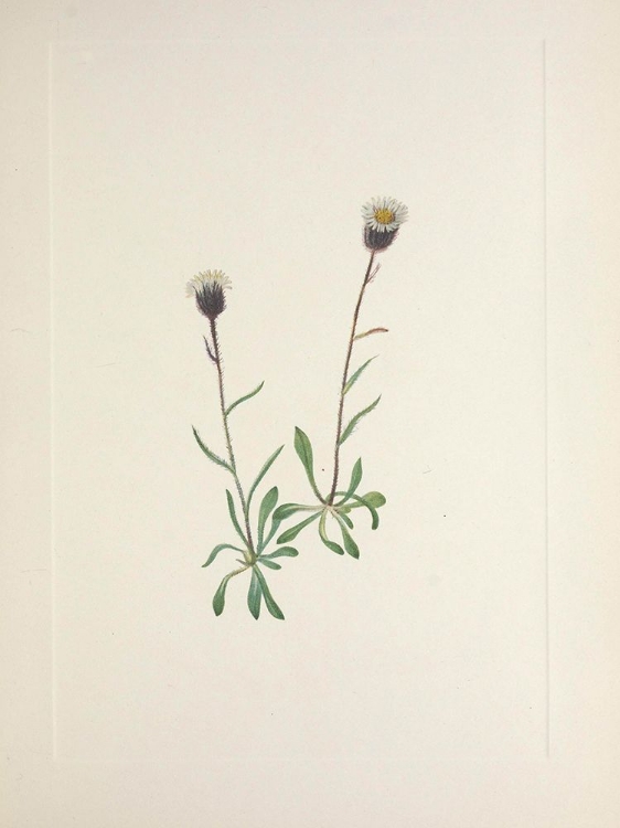 Picture of NORTH AMERICAN WILD FLOWERS 1925 - ALEUTIAN FLEABANE