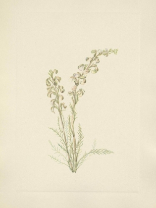 Picture of NORTH AMERICAN WILD FLOWERS 1925 - ALPINE FERNLEAF