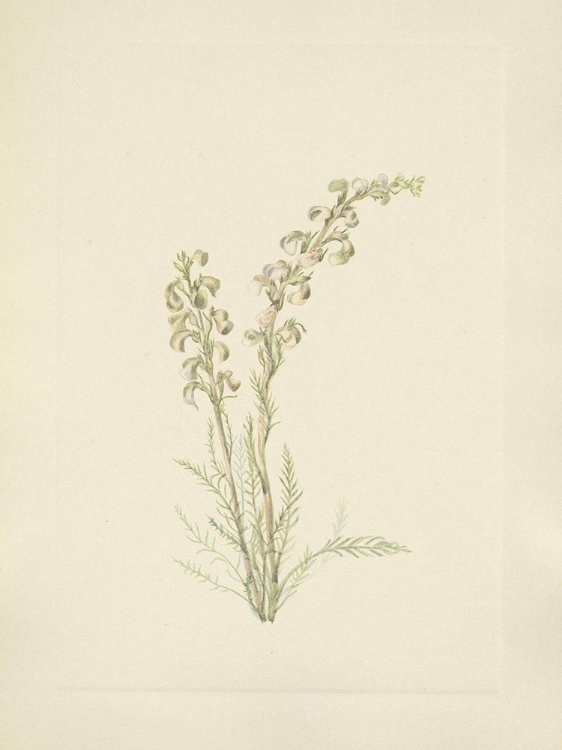 Picture of NORTH AMERICAN WILD FLOWERS 1925 - ALPINE FERNLEAF