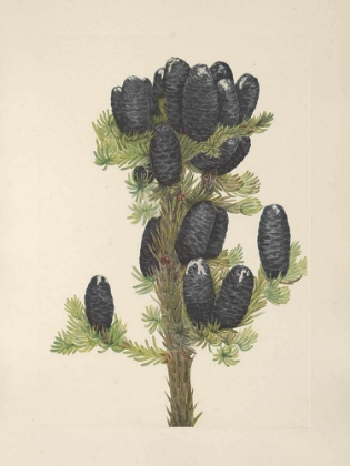 Picture of NORTH AMERICAN WILD FLOWERS 1925 - ALPINE FIR