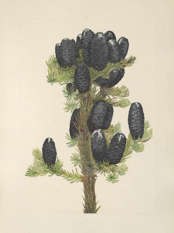 Picture of NORTH AMERICAN WILD FLOWERS 1925 - ALPINE FIR