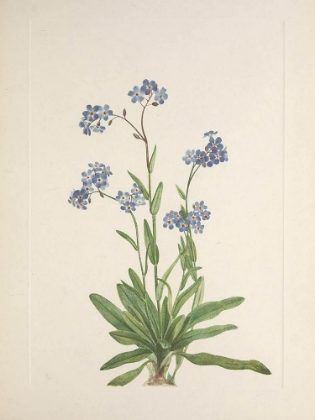 Picture of NORTH AMERICAN WILD FLOWERS 1925 - ALPINE FORGET-ME-NOT