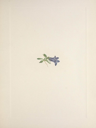 Picture of NORTH AMERICAN WILD FLOWERS 1925 - ALPINE HAREBELL
