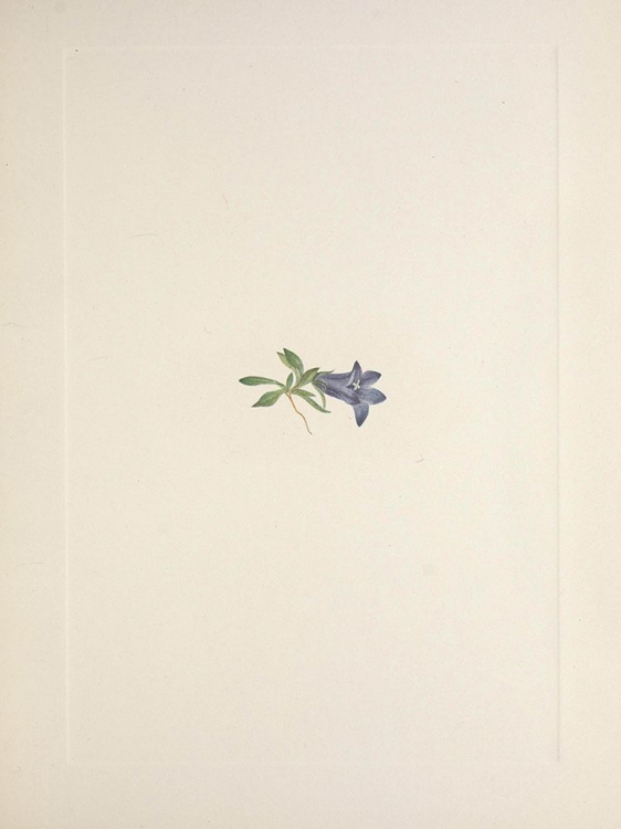 Picture of NORTH AMERICAN WILD FLOWERS 1925 - ALPINE HAREBELL