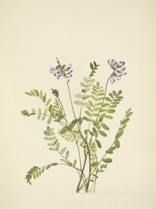 Picture of NORTH AMERICAN WILD FLOWERS 1925 - ALPINE MILKVETCH