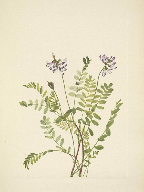 Picture of NORTH AMERICAN WILD FLOWERS 1925 - ALPINE MILKVETCH