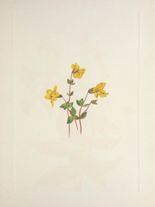 Picture of NORTH AMERICAN WILD FLOWERS 1925 - ALPINE MONKEYFLOWER