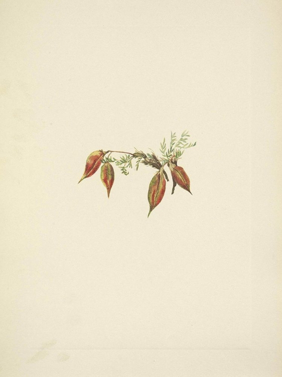 Picture of NORTH AMERICAN WILD FLOWERS 1925 - ALPINE POINTVETCH FRUIT
