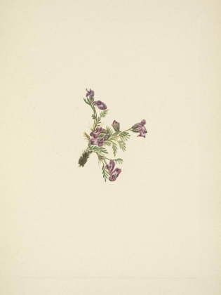 Picture of NORTH AMERICAN WILD FLOWERS 1925 - ALPINE POINTVETCH