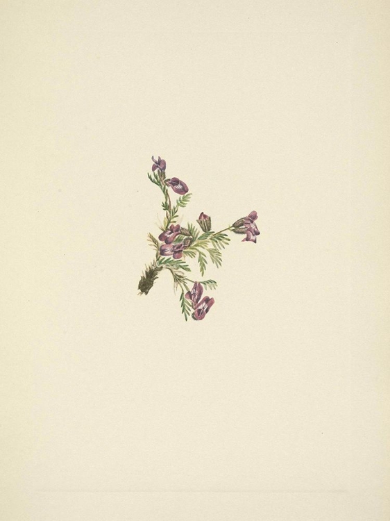 Picture of NORTH AMERICAN WILD FLOWERS 1925 - ALPINE POINTVETCH