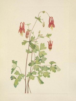 Picture of NORTH AMERICAN WILD FLOWERS 1925 - AMERICAN COLUMBINE