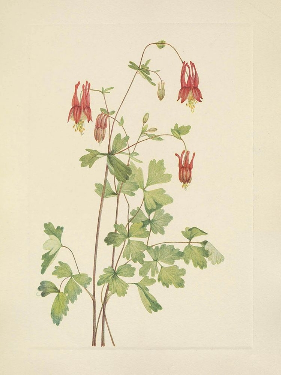 Picture of NORTH AMERICAN WILD FLOWERS 1925 - AMERICAN COLUMBINE