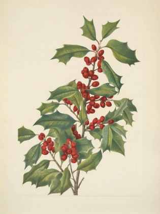 Picture of NORTH AMERICAN WILD FLOWERS 1925 - AMERICAN HOLLY