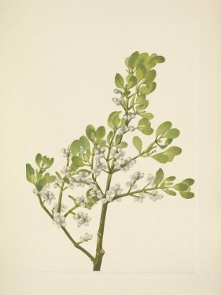 Picture of NORTH AMERICAN WILD FLOWERS 1925 - AMERICAN MISTLETOE