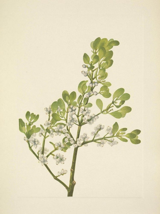 Picture of NORTH AMERICAN WILD FLOWERS 1925 - AMERICAN MISTLETOE