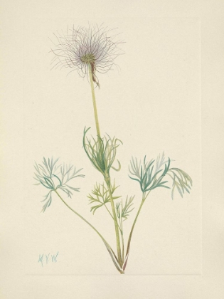 Picture of NORTH AMERICAN WILD FLOWERS 1925 - AMERICAN PASQUEFLOWER FRUIT