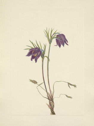 Picture of NORTH AMERICAN WILD FLOWERS 1925 - AMERICAN PASQUEFLOWER