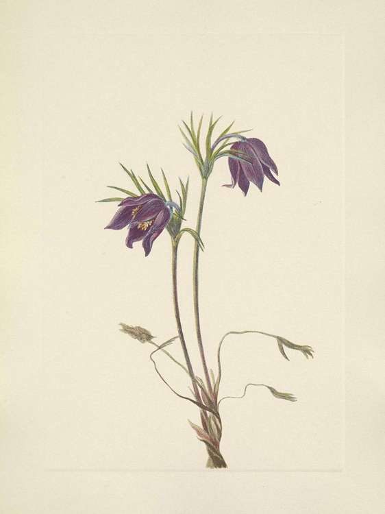 Picture of NORTH AMERICAN WILD FLOWERS 1925 - AMERICAN PASQUEFLOWER