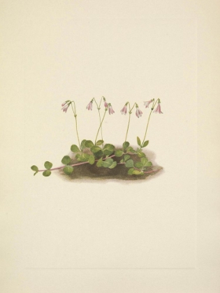 Picture of NORTH AMERICAN WILD FLOWERS 1925 - AMERICAN TWINFLOWER