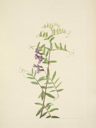 Picture of NORTH AMERICAN WILD FLOWERS 1925 - AMERICAN VETCH