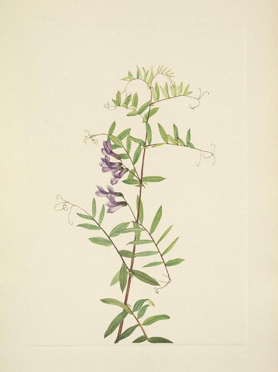 Picture of NORTH AMERICAN WILD FLOWERS 1925 - AMERICAN VETCH