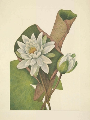 Picture of NORTH AMERICAN WILD FLOWERS 1925 - AMERICAN WATERLILY