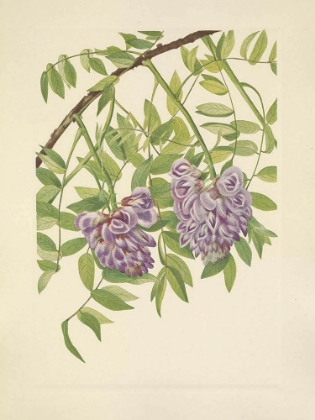 Picture of NORTH AMERICAN WILD FLOWERS 1925 - AMERICAN WISTERIA