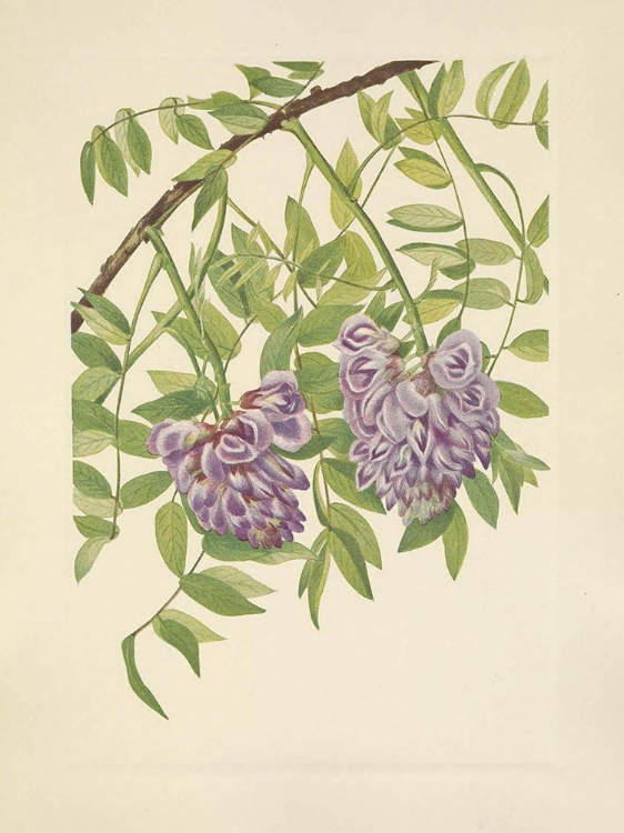 Picture of NORTH AMERICAN WILD FLOWERS 1925 - AMERICAN WISTERIA
