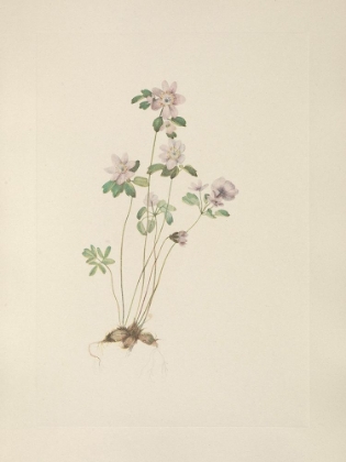 Picture of NORTH AMERICAN WILD FLOWERS 1925 - ANEMONELLA