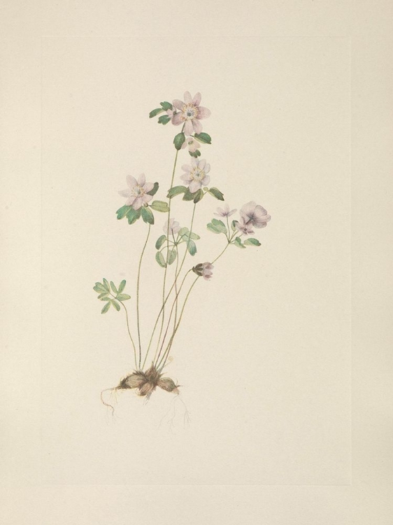 Picture of NORTH AMERICAN WILD FLOWERS 1925 - ANEMONELLA